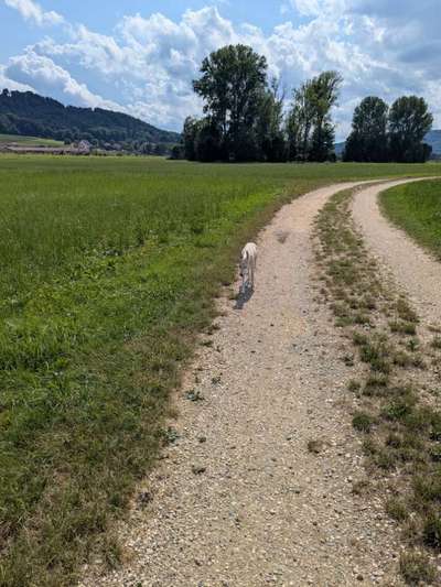 Whippet-Beitrag-Bild