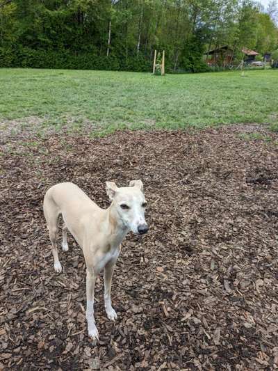 Whippet-Beitrag-Bild