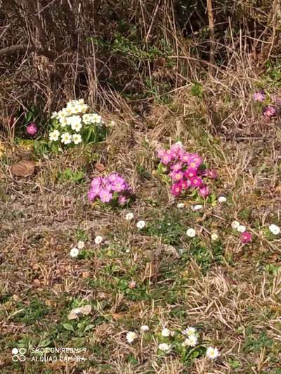 Windhunde - Treffen der besonderen Schönheiten
HERZLICH WILLKOMMEN-Beitrag-Bild