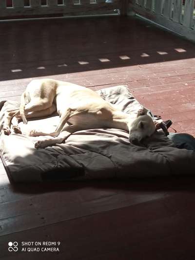 Windhunde - Treffen der besonderen Schönheiten
HERZLICH WILLKOMMEN-Beitrag-Bild