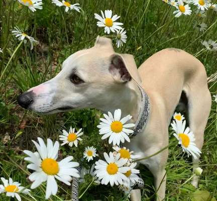 Photomontagen mit Hund-Beitrag-Bild