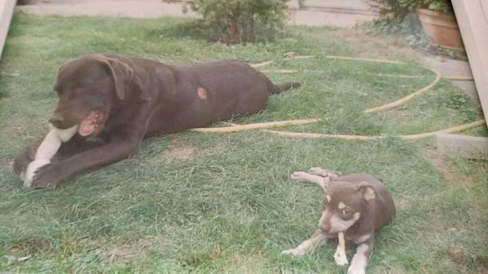 Welpen Bilder !-Beitrag-Bild