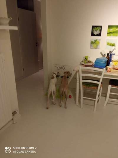 Windhunde - Treffen der besonderen Schönheiten
HERZLICH WILLKOMMEN-Beitrag-Bild