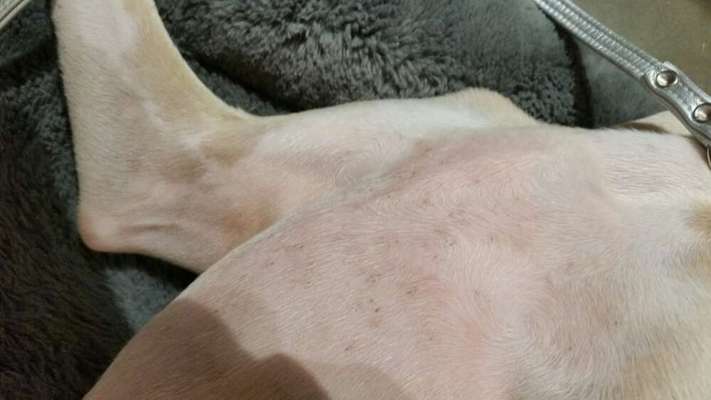 Windhunde - Treffen der besonderen Schönheiten
HERZLICH WILLKOMMEN-Beitrag-Bild