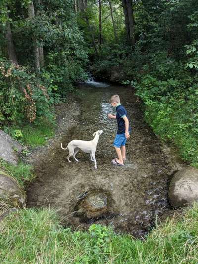 Whippet-Beitrag-Bild