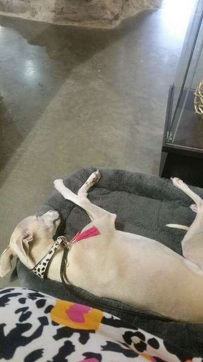 Windhunde - Treffen der besonderen Schönheiten
HERZLICH WILLKOMMEN-Beitrag-Bild