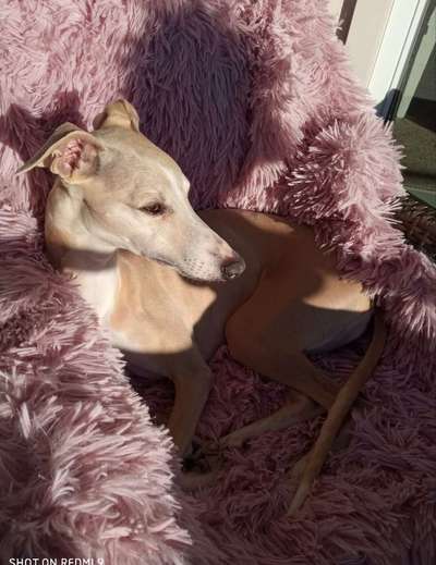 Windhunde - Treffen der besonderen Schönheiten
HERZLICH WILLKOMMEN-Beitrag-Bild