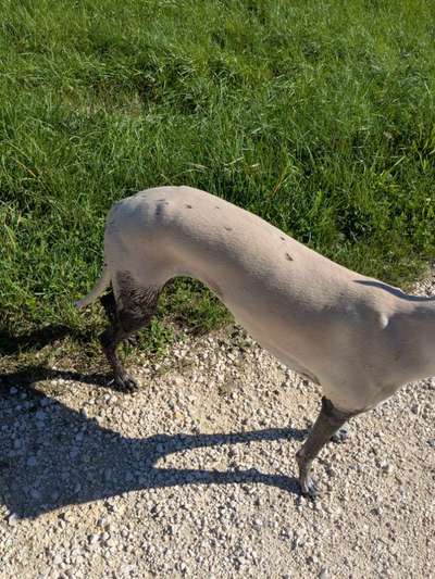 Whippet-Beitrag-Bild