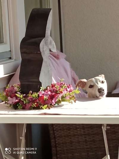 Windhunde - Treffen der besonderen Schönheiten
HERZLICH WILLKOMMEN-Beitrag-Bild