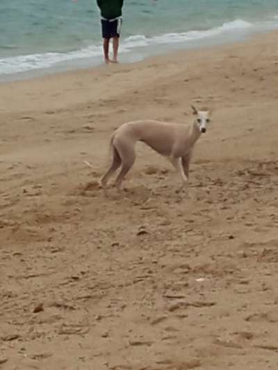 Windhunde - Treffen der besonderen Schönheiten
HERZLICH WILLKOMMEN-Beitrag-Bild