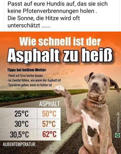 Windhunde - Treffen der besonderen Schönheiten
HERZLICH WILLKOMMEN-Beitrag-Bild