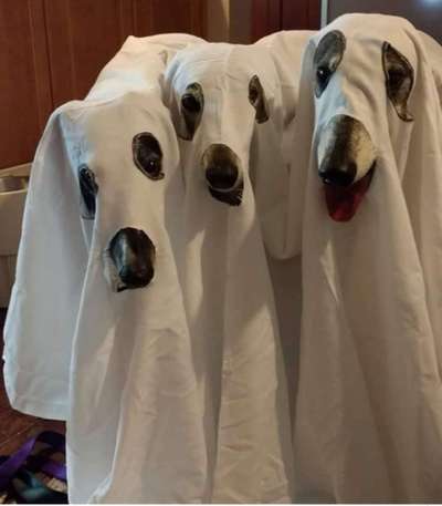 Windhunde - Treffen der besonderen Schönheiten
HERZLICH WILLKOMMEN-Beitrag-Bild