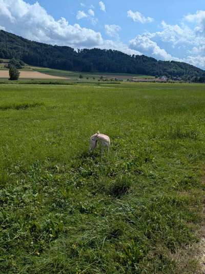 Whippet-Beitrag-Bild