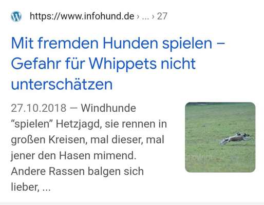 Windhunde - Treffen der besonderen Schönheiten
HERZLICH WILLKOMMEN-Beitrag-Bild