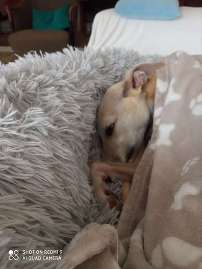 Windhunde - Treffen der besonderen Schönheiten
HERZLICH WILLKOMMEN-Beitrag-Bild