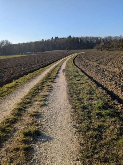 Whippet-Beitrag-Bild