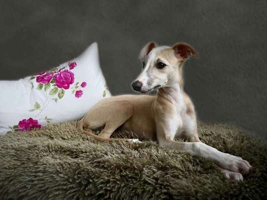 Windhunde - Treffen der besonderen Schönheiten
HERZLICH WILLKOMMEN-Beitrag-Bild