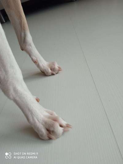 Windhunde - Treffen der besonderen Schönheiten
HERZLICH WILLKOMMEN-Beitrag-Bild