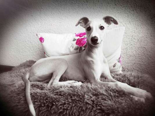 Windhunde - Treffen der besonderen Schönheiten
HERZLICH WILLKOMMEN-Beitrag-Bild