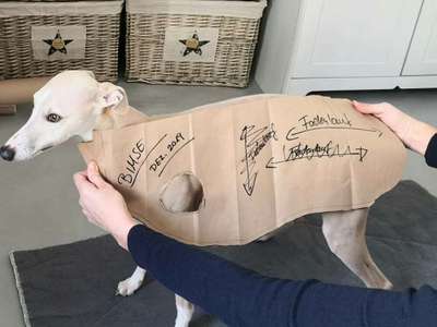 Windhunde und Winter - Pullover mit spezieller Passform?!-Beitrag-Bild