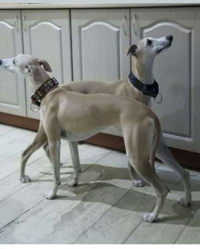 Whippet-Beitrag-Bild