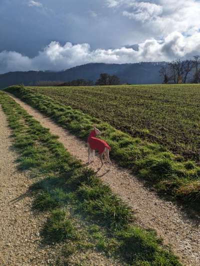 Whippet-Beitrag-Bild