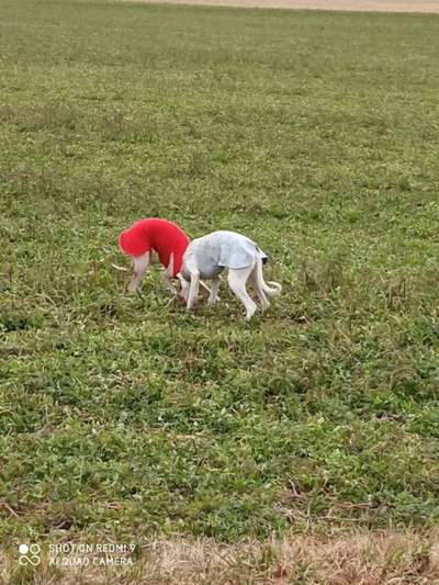 Windhunde - Treffen der besonderen Schönheiten
HERZLICH WILLKOMMEN-Beitrag-Bild