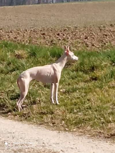 Windhunde - Treffen der besonderen Schönheiten
HERZLICH WILLKOMMEN-Beitrag-Bild
