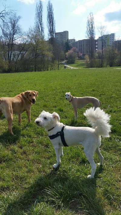 Windhunde - Treffen der besonderen Schönheiten
HERZLICH WILLKOMMEN-Beitrag-Bild