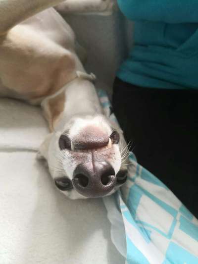 Windhunde - Treffen der besonderen Schönheiten
HERZLICH WILLKOMMEN-Beitrag-Bild