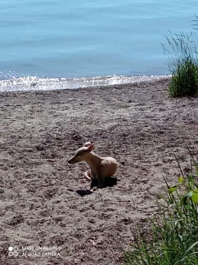 Windhunde - Treffen der besonderen Schönheiten
HERZLICH WILLKOMMEN-Beitrag-Bild