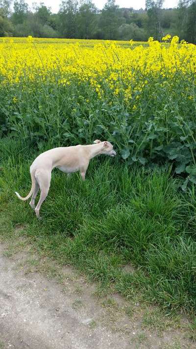 Windhunde - Treffen der besonderen Schönheiten
HERZLICH WILLKOMMEN-Beitrag-Bild