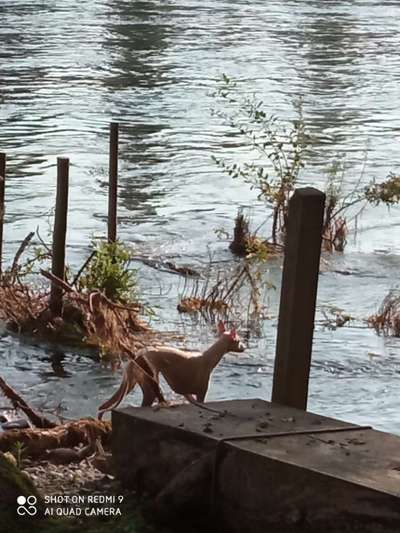 Windhunde - Treffen der besonderen Schönheiten
HERZLICH WILLKOMMEN-Beitrag-Bild