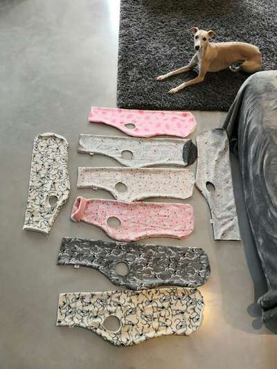 Windhunde - Treffen der besonderen Schönheiten
HERZLICH WILLKOMMEN-Beitrag-Bild