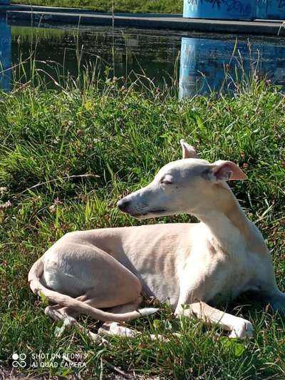 Windhunde - Treffen der besonderen Schönheiten
HERZLICH WILLKOMMEN-Beitrag-Bild