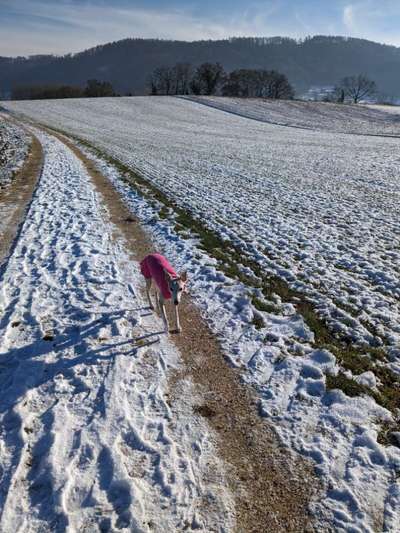 Whippet-Beitrag-Bild