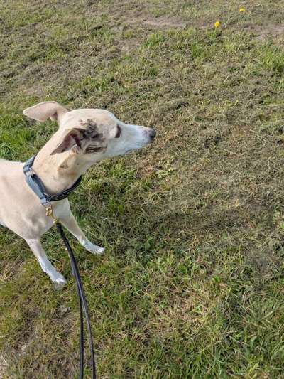 Whippet-Beitrag-Bild