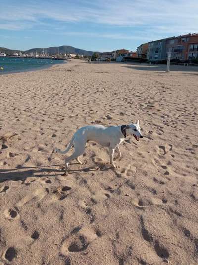 Windhunde - Treffen der besonderen Schönheiten
HERZLICH WILLKOMMEN-Beitrag-Bild
