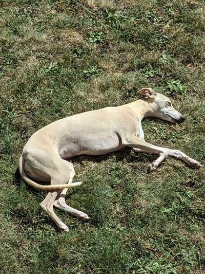 Whippet-Beitrag-Bild