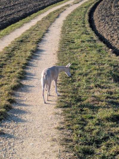 Whippet-Beitrag-Bild
