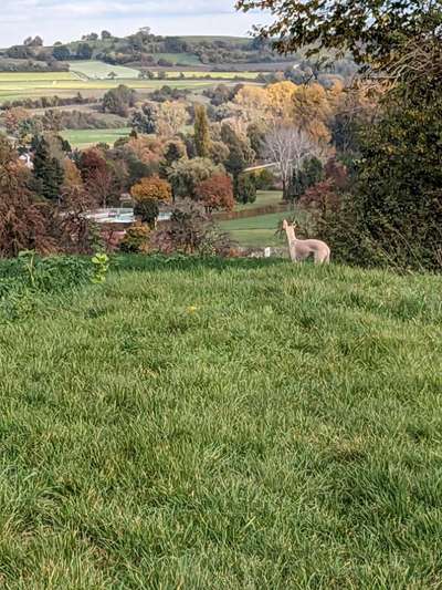 Whippet-Beitrag-Bild