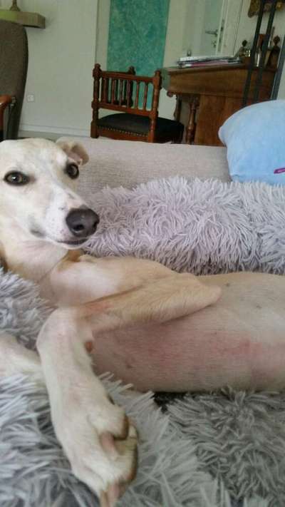 Windhunde - Treffen der besonderen Schönheiten
HERZLICH WILLKOMMEN-Beitrag-Bild