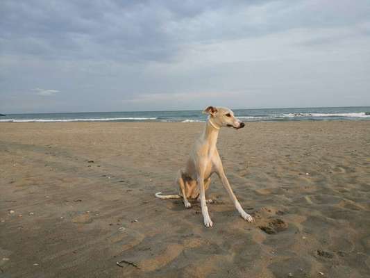Hunde im Urlaub-Beitrag-Bild