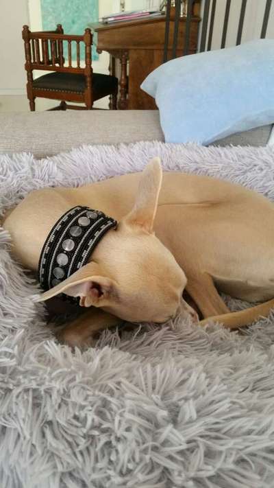 Windhunde - Treffen der besonderen Schönheiten
HERZLICH WILLKOMMEN-Beitrag-Bild