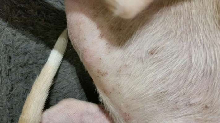 Windhunde - Treffen der besonderen Schönheiten
HERZLICH WILLKOMMEN-Beitrag-Bild