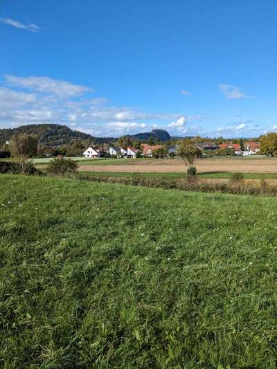 Whippet-Beitrag-Bild