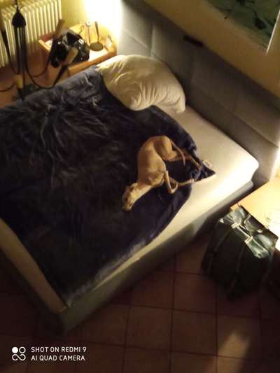 Windhunde - Treffen der besonderen Schönheiten
HERZLICH WILLKOMMEN-Beitrag-Bild