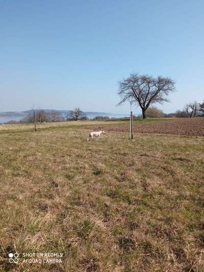 Windhunde - Treffen der besonderen Schönheiten
HERZLICH WILLKOMMEN-Beitrag-Bild