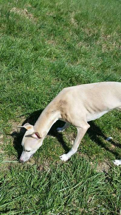 Windhunde - Treffen der besonderen Schönheiten
HERZLICH WILLKOMMEN-Beitrag-Bild