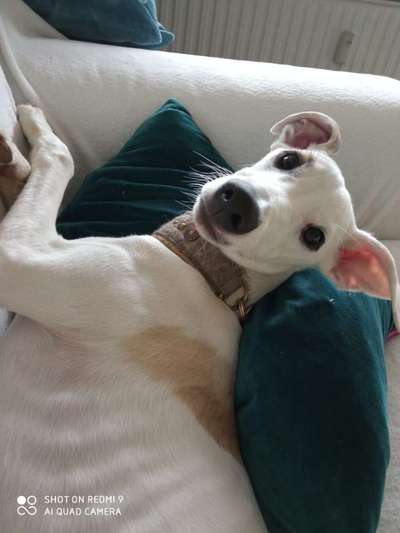 Windhunde - Treffen der besonderen Schönheiten
HERZLICH WILLKOMMEN-Beitrag-Bild